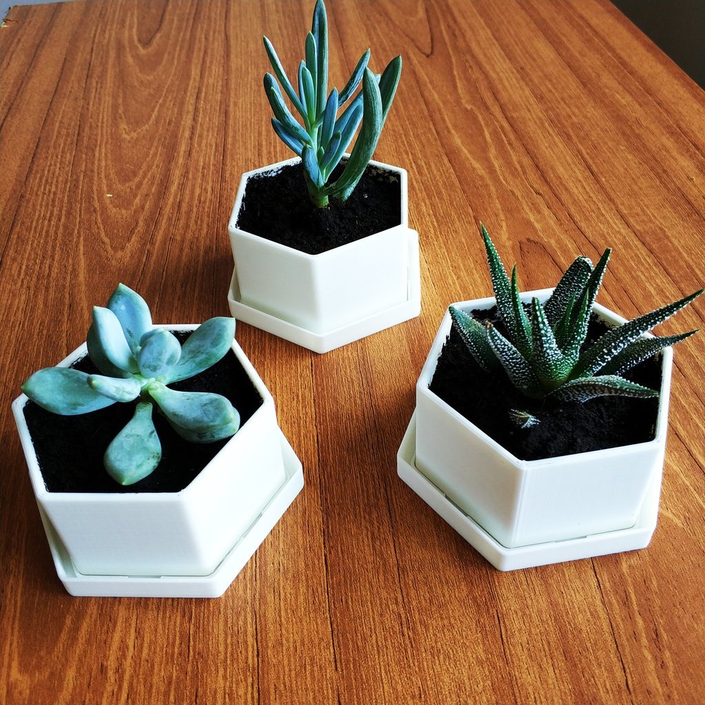 Flower Pot for Succulents