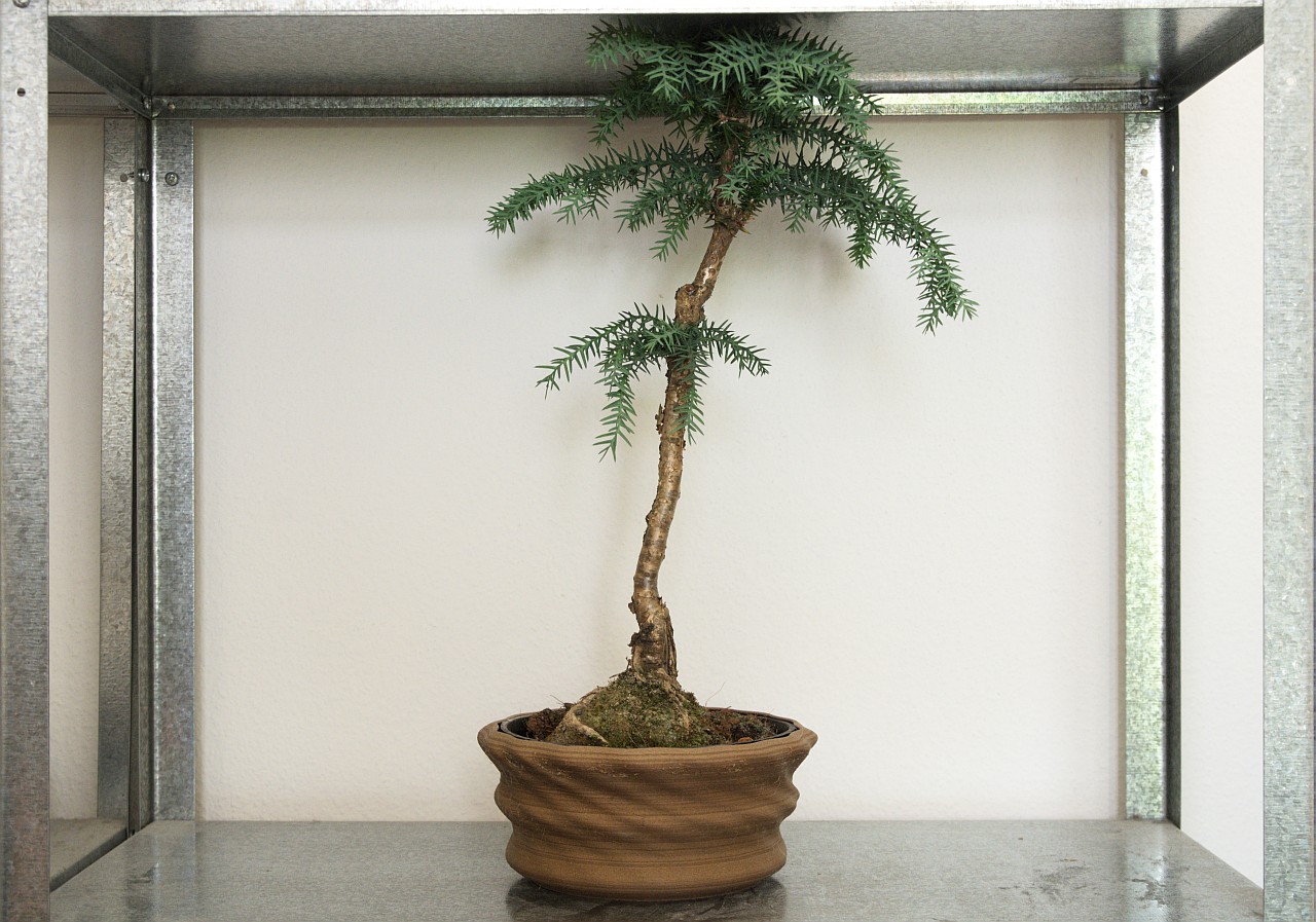 Planter #1