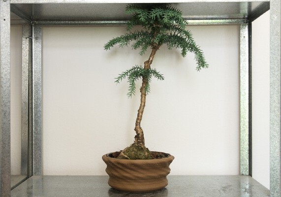 Planter #1 | 3d print model