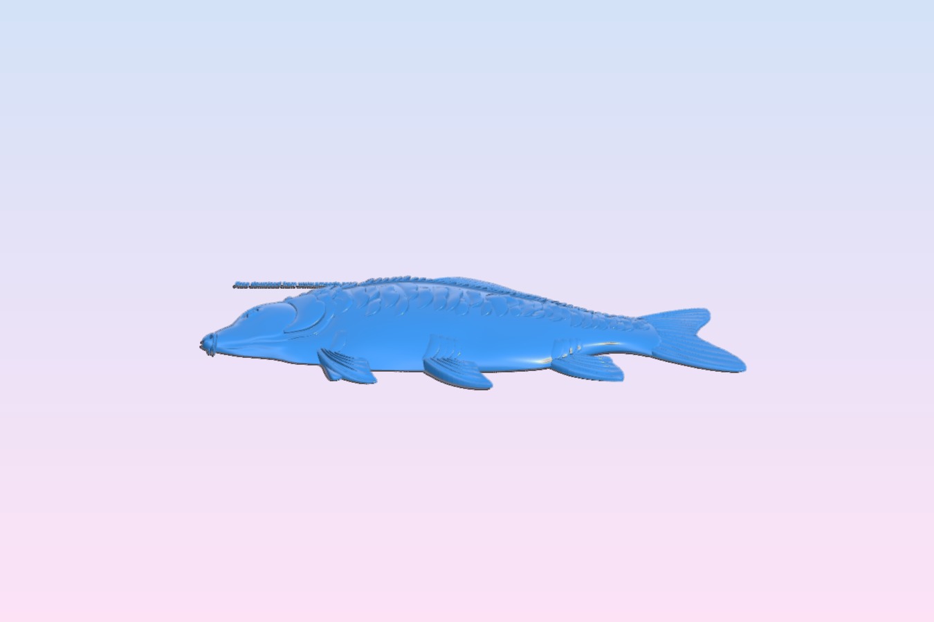 Carp – fish