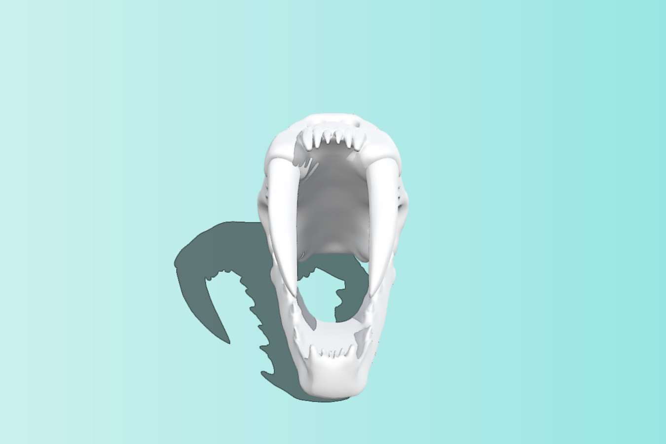 Saber Tooth Tiger Skull