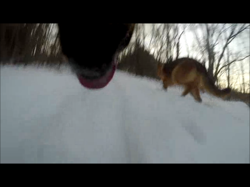 Dog collar Gopro mount