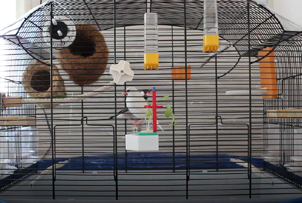 Birdcage Adapter with Simple Hydroponic Culture | 3d print model