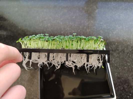 Seed germinator | 3d print model