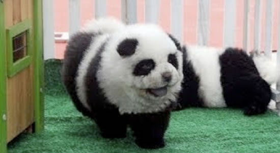 DIY panda dog with animal proof and friendly paint | 3d print model