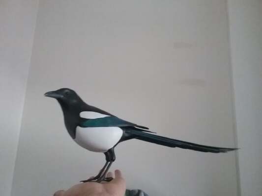 Magpie Remastered | 3d print model