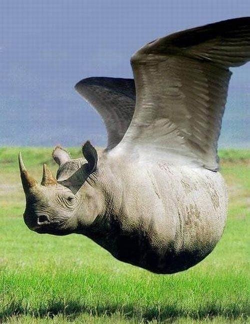Two-Horned Hippopotamus Transport