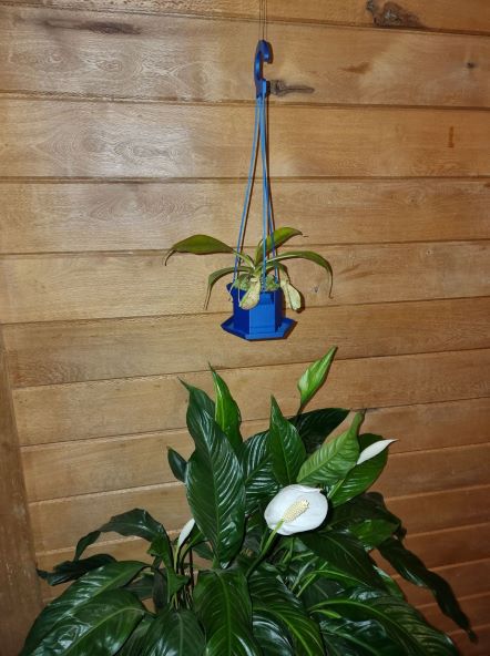 Hanging Plant Pot 100 3d Printed