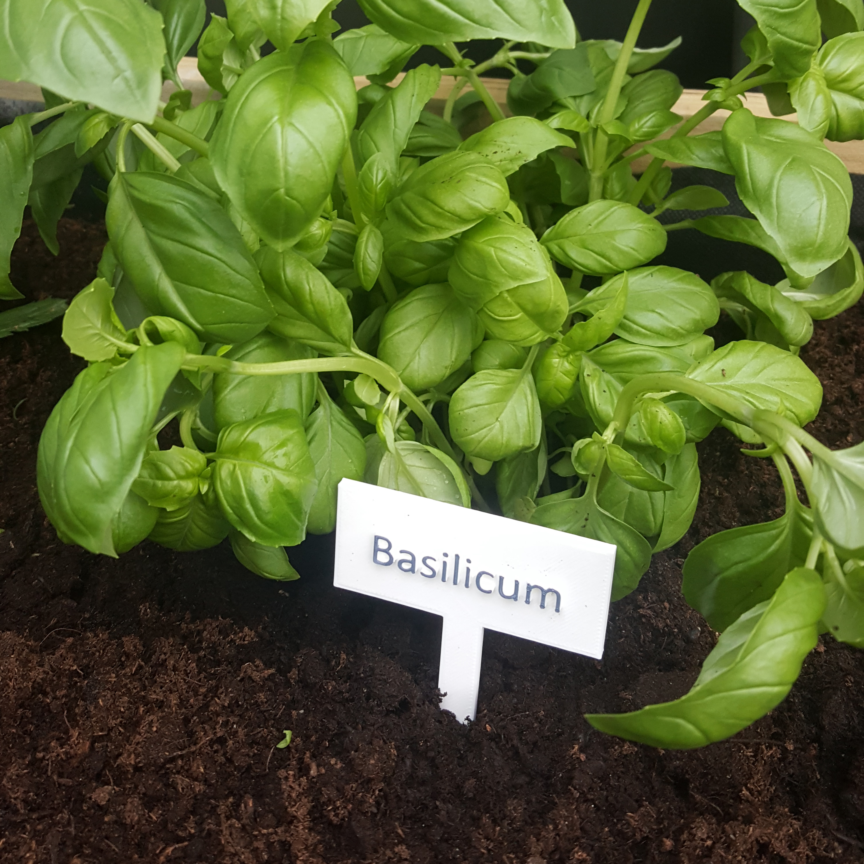  herbs nameplate