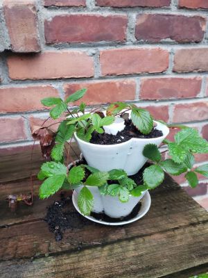 Stackable Selfwatering Flower Pot | 3d print model