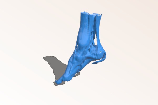 Muscles of the foot and ankle | 3d print model