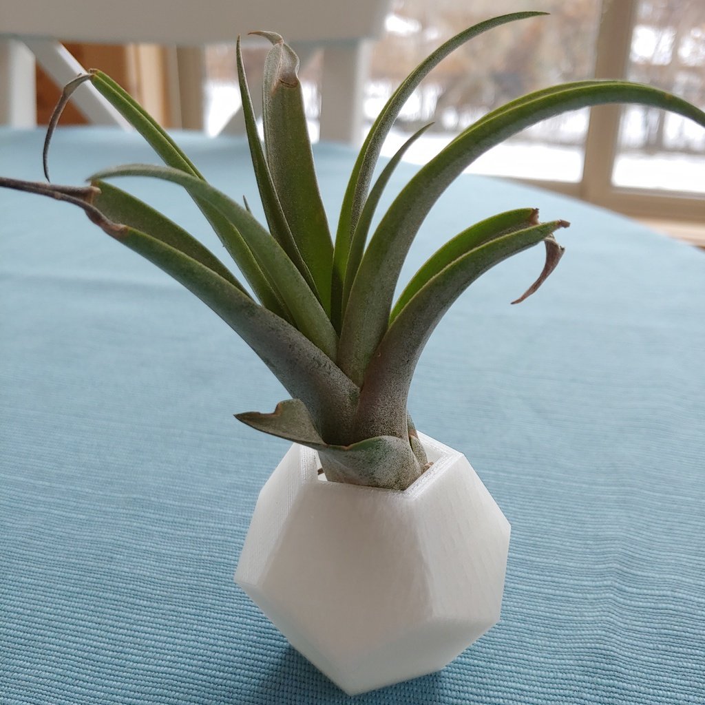 Air Plant Vases