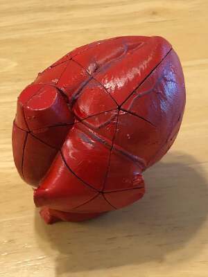 Anatomical Heart Puzzle | 3d print model