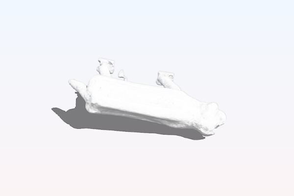 Pigeon Starter | 3d print model
