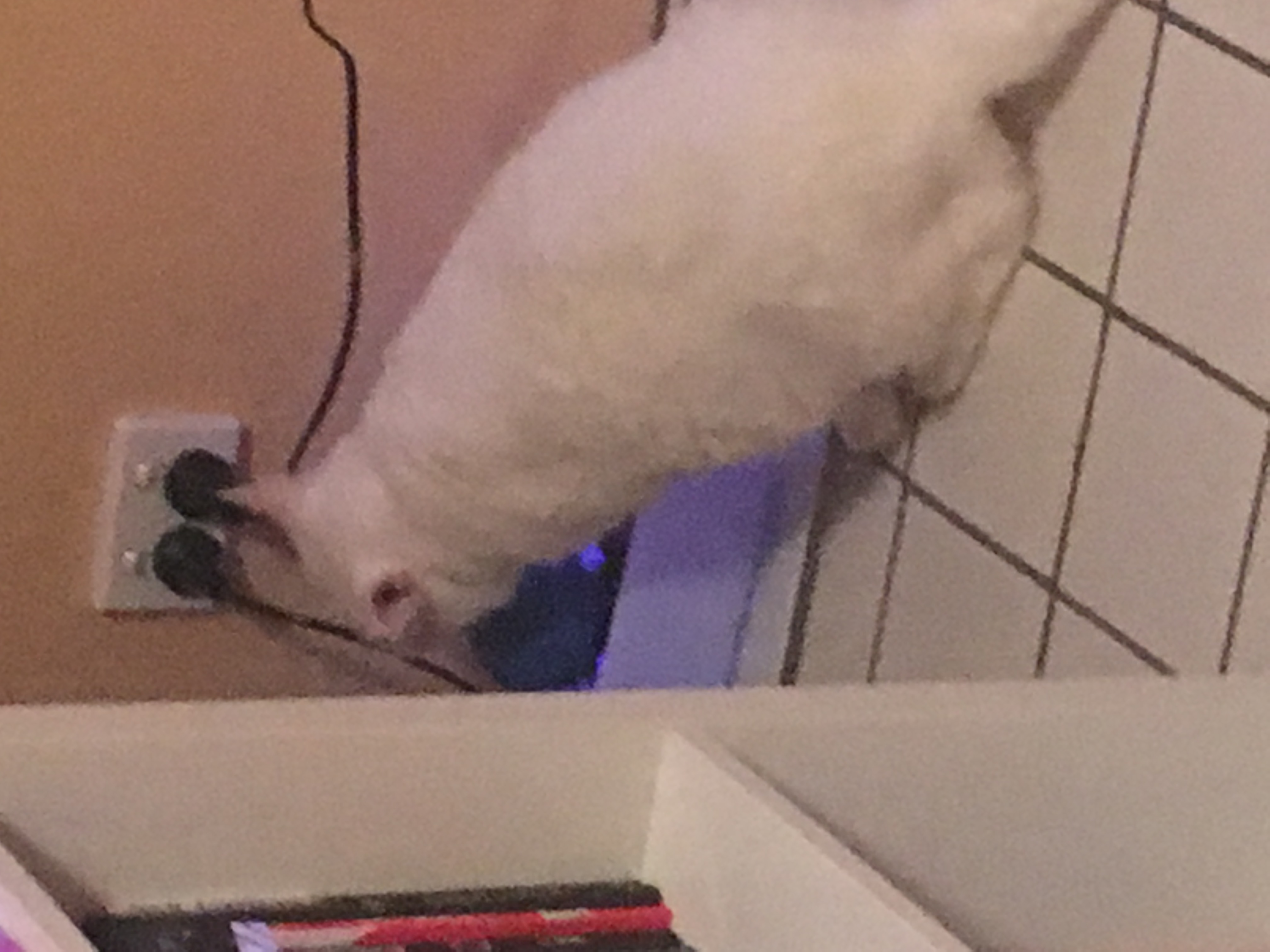 Fat Cat Drinking Fountain