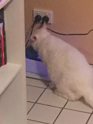 Fat Cat Drinking Fountain | 3d print model