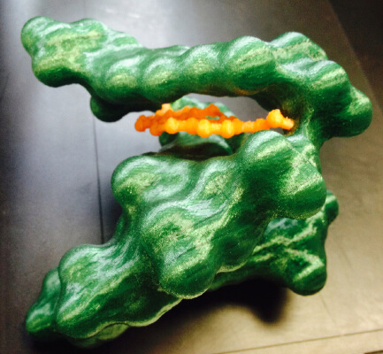 B-DNA surface with base pair | 3d print model