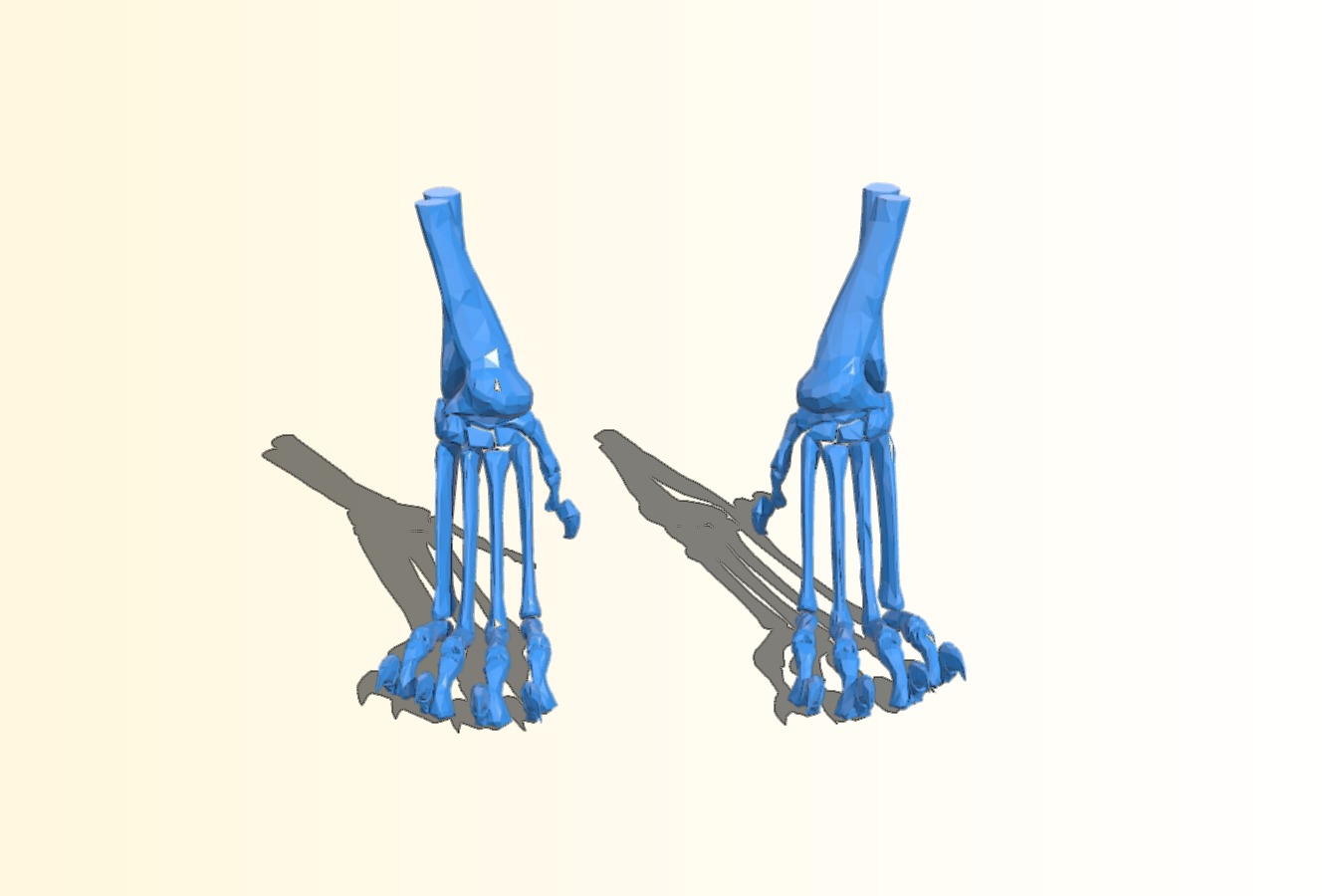Cat Front Paws Skeleton