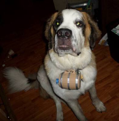 Saint Bernard Rescue Barrel | 3d print model