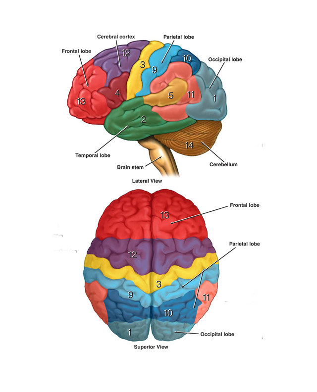 Brain Diagram