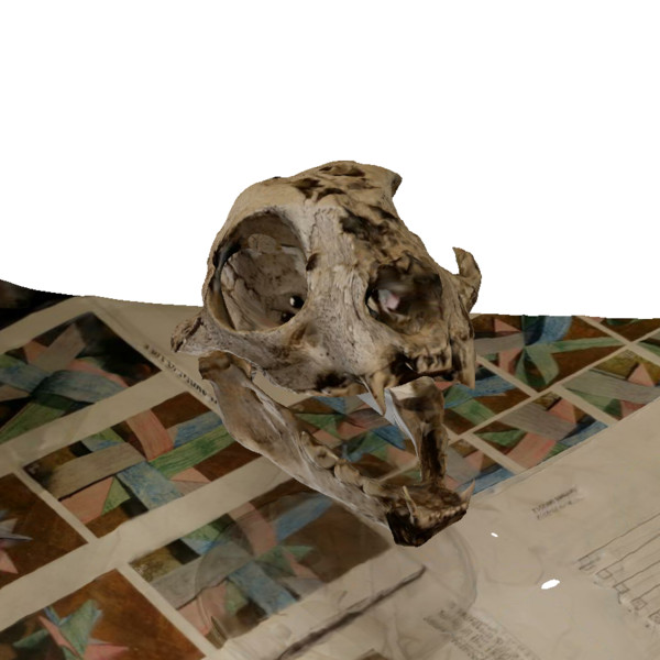 bobcat skull