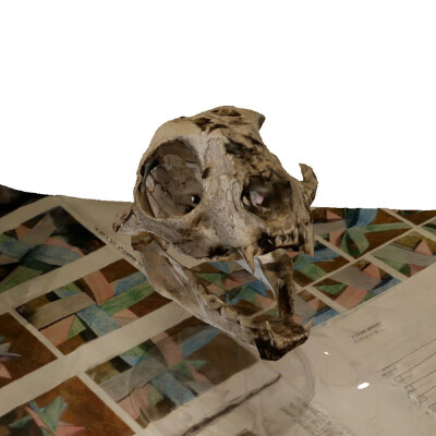 bobcat skull | 3d print model