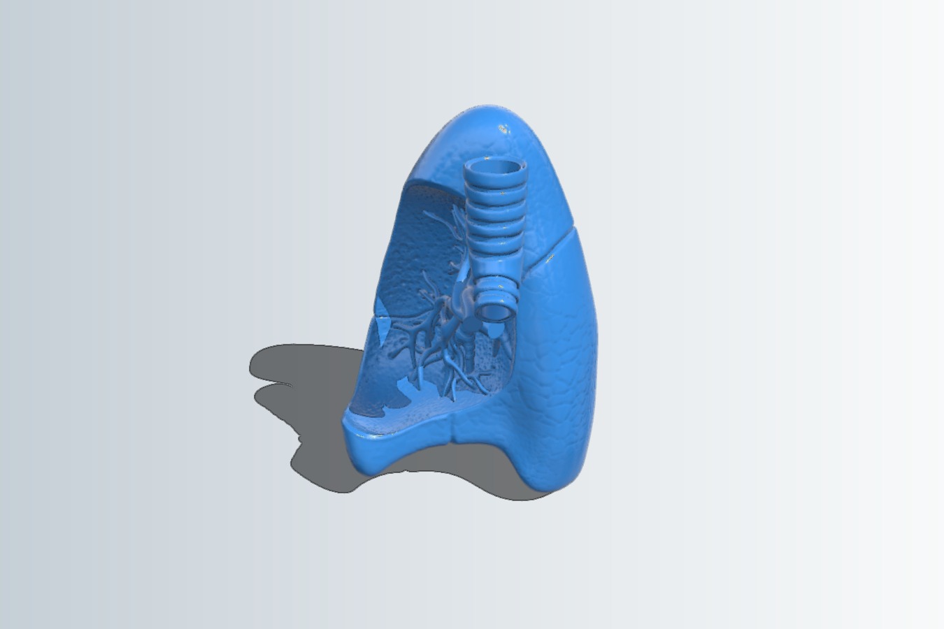 Right Lung Anatomical Model - No stand