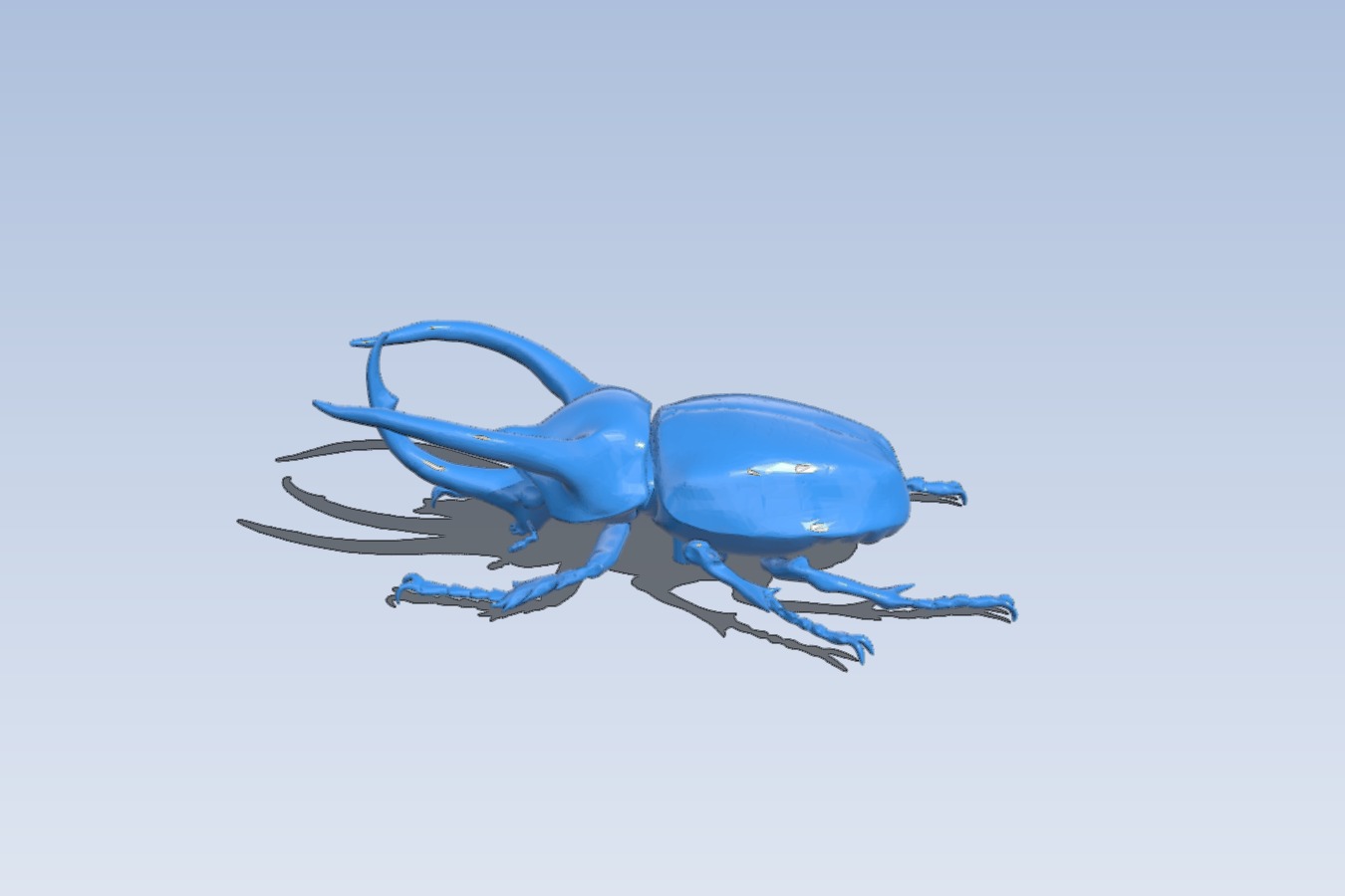 Atlas beetle