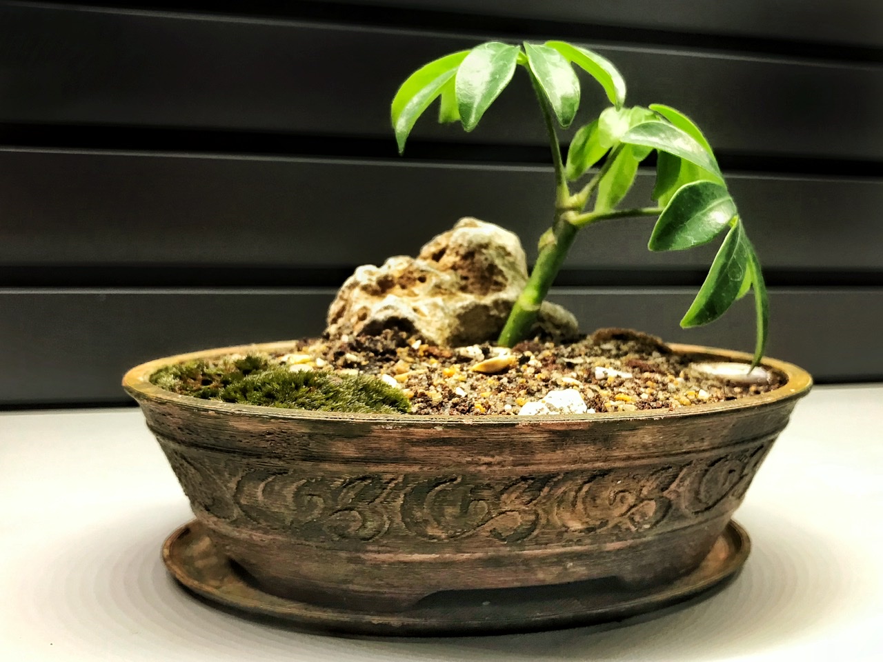 Oval Bonsai Pot 110x75x30 mm no supports