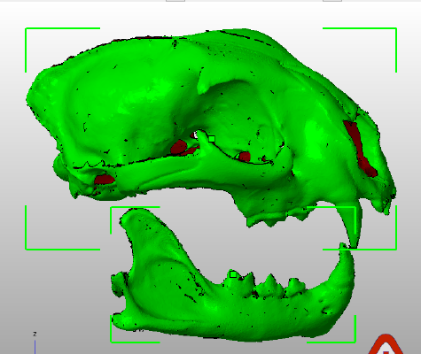 Subadalt female Cougar skull (upper & lower) | 3d print model