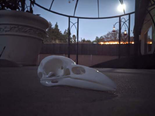 Raven Skull | 3d print model