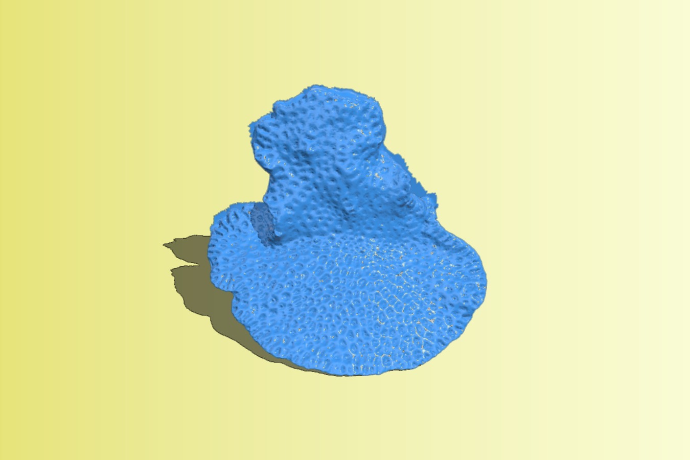 Coral Skeleton "Agariciidae"