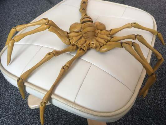 Agisis Face Hugger (simplified) | 3d print model