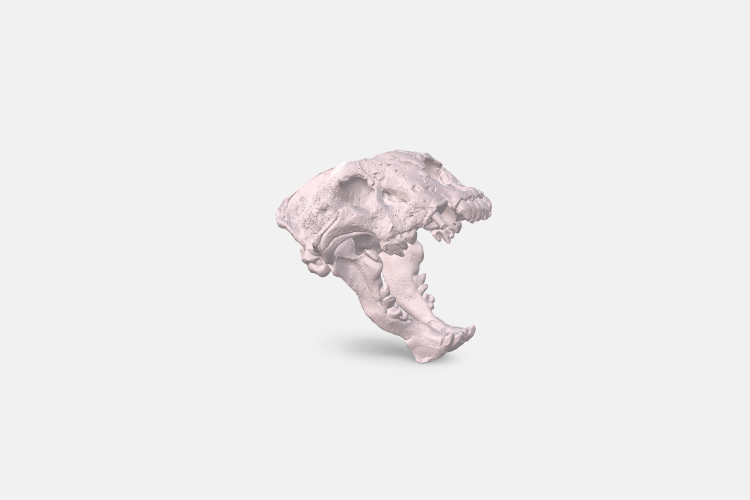 Cat skull