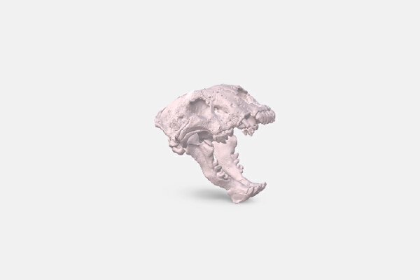 Cat skull | 3d print model