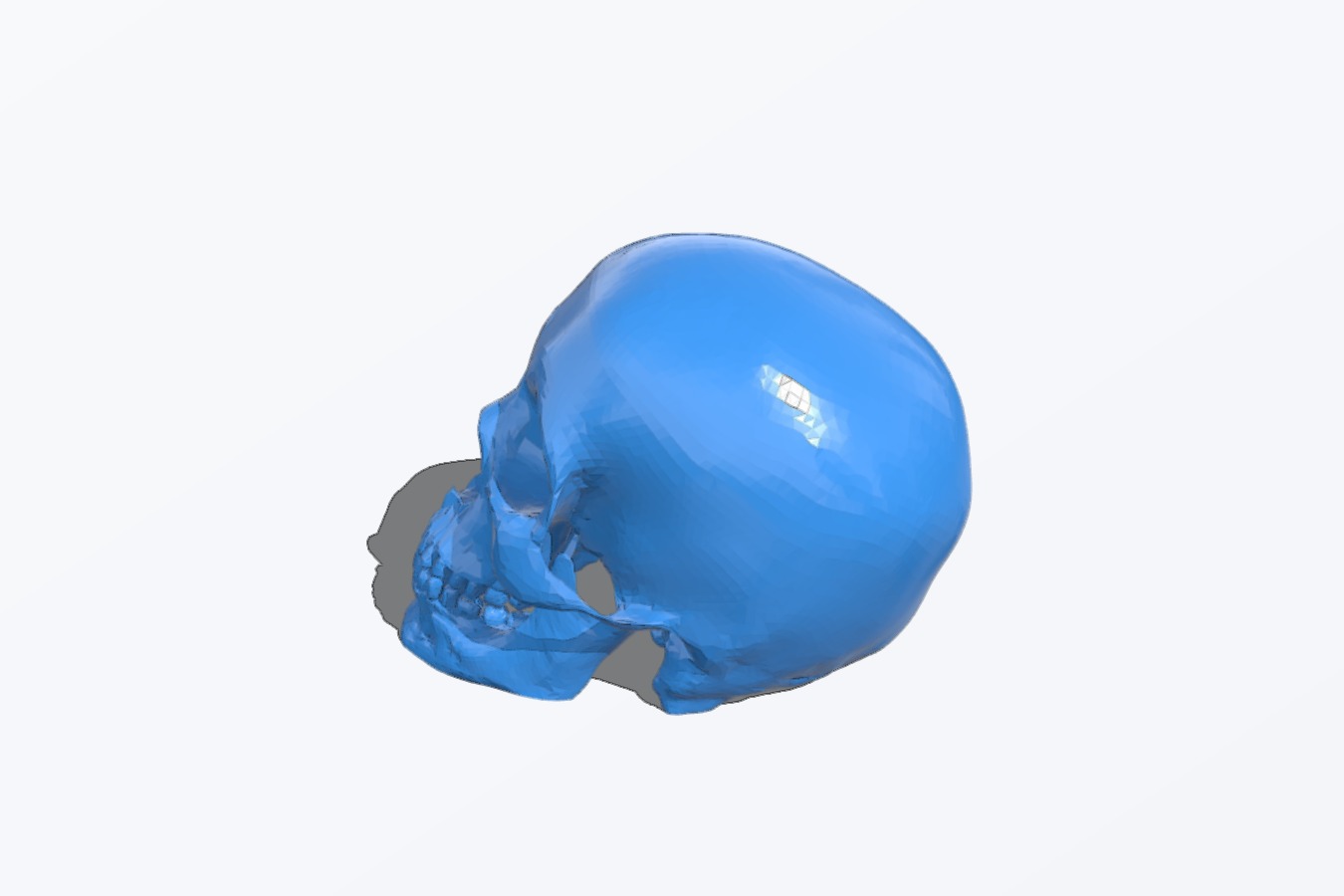 Human skull