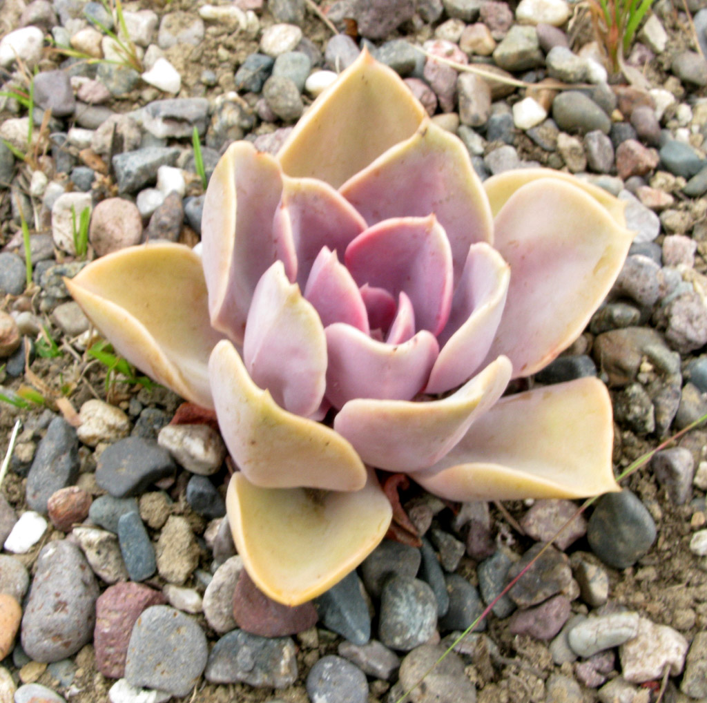 A Succulent and Two Pots