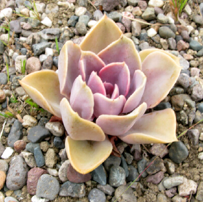 A Succulent and Two Pots | 3d print model