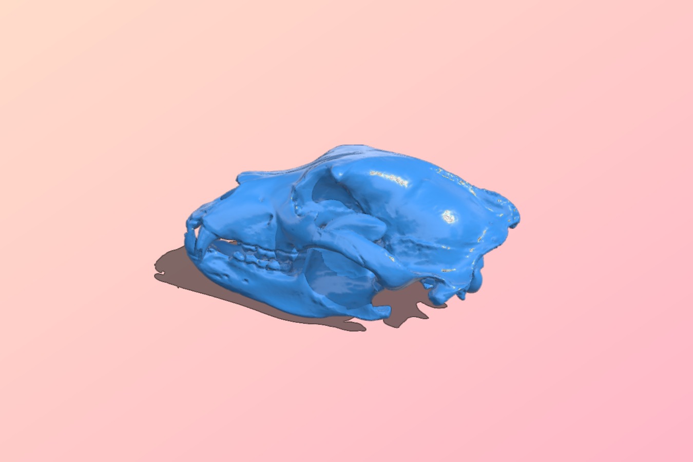 Grizzly bear skull
