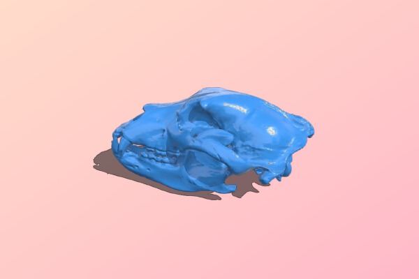 Grizzly bear skull | 3d print model
