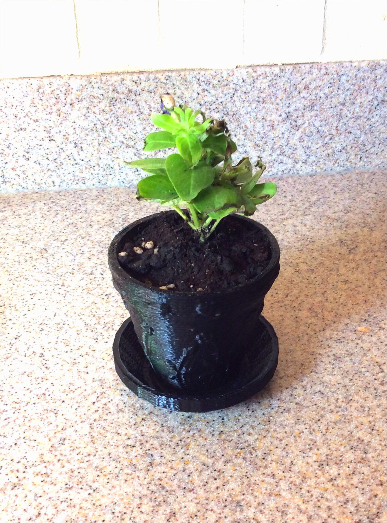 Fixed Flower Pot with Dish