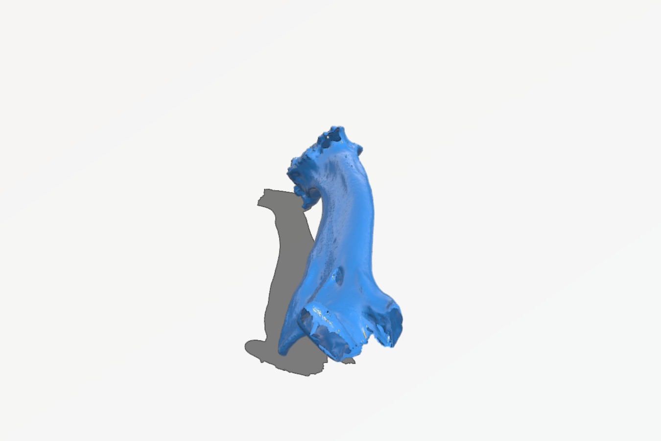 Subadult Sabertooth (Smilodon californicus) left mandible