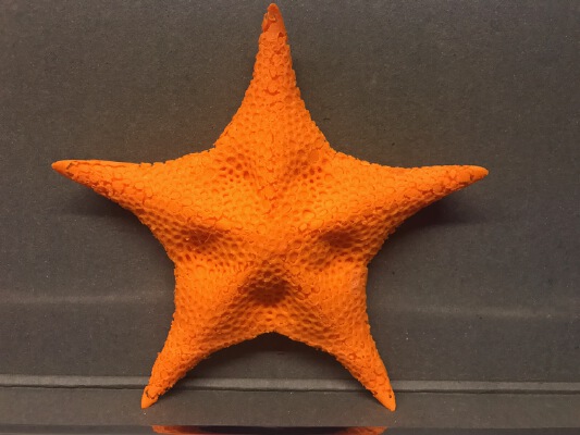 Starfish model | 3d print model
