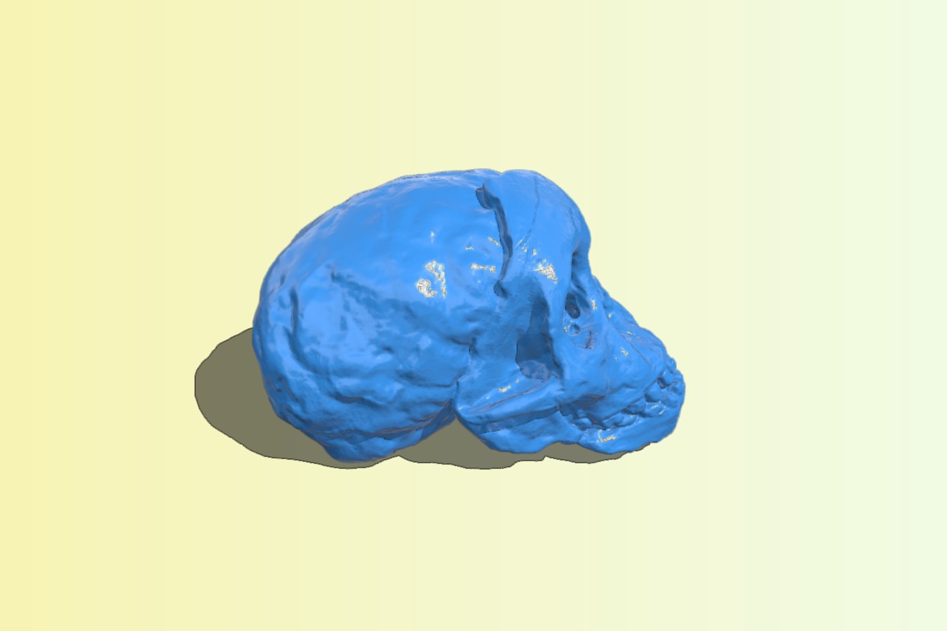 RadioLab Taung Child Skull (repaired, converted to mm)