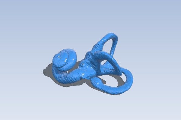 Human Inner Ear (Fixed) | 3d print model