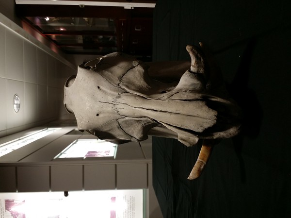 Warthog skull