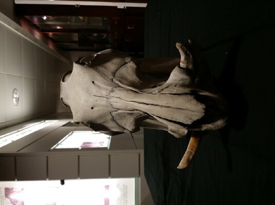 Warthog skull | 3d print model