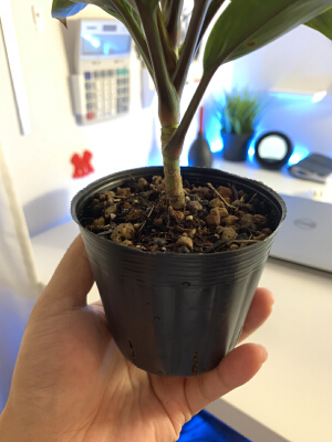 Plant Pot Cover 2 | 3d print model