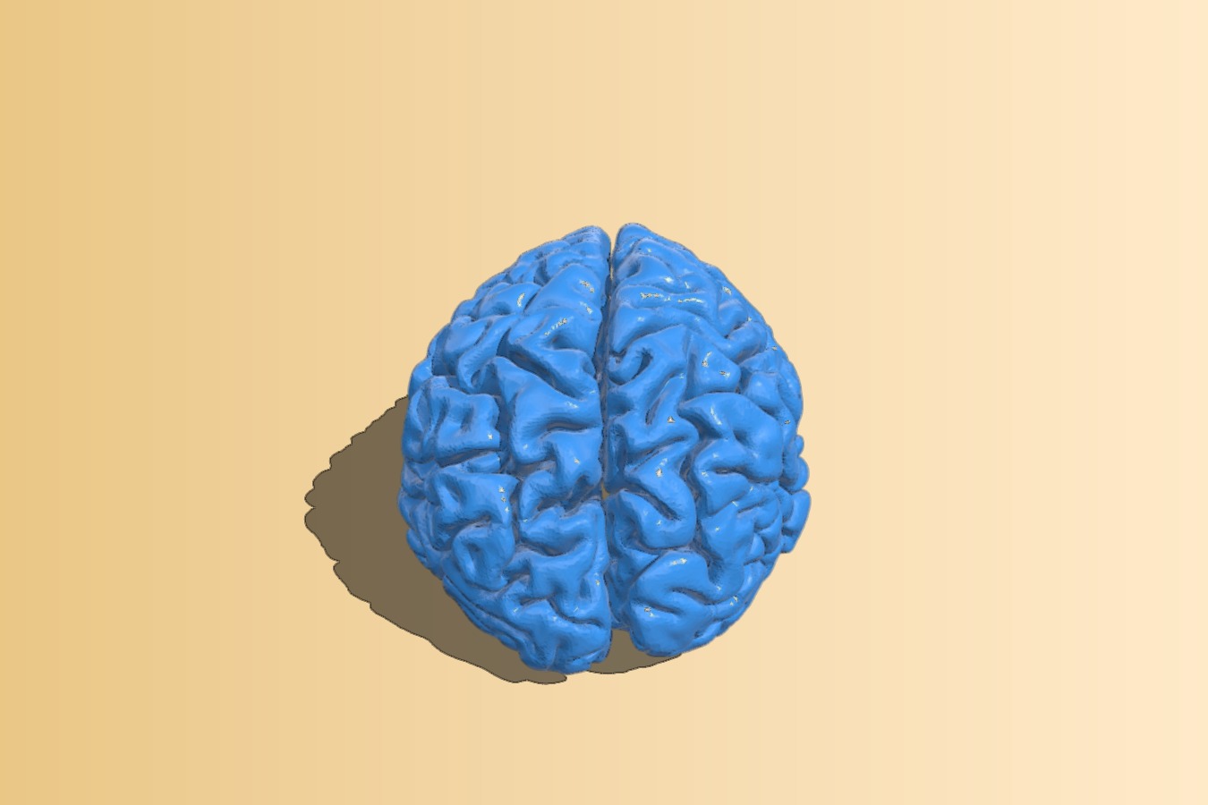 Brain