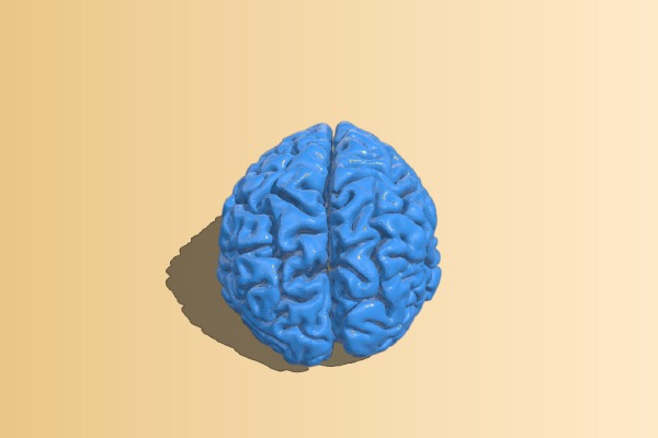 Brain | 3d print model